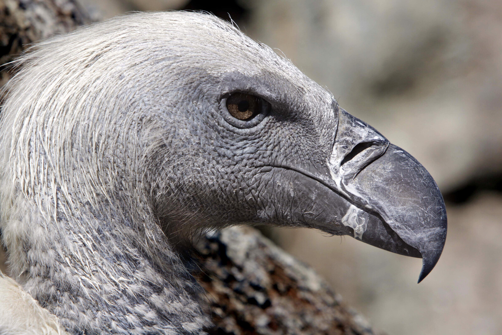 Over 100 Vultures Die from