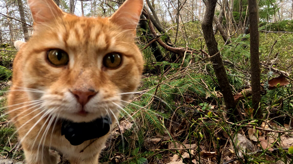 Luffar-Lasse the cat returns to screens with new slow-TV program