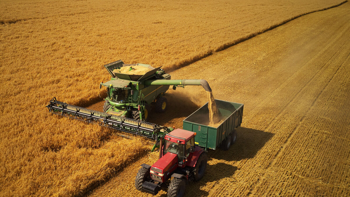 Winter-damaged harvest expected to push up wheat prices in Sweden