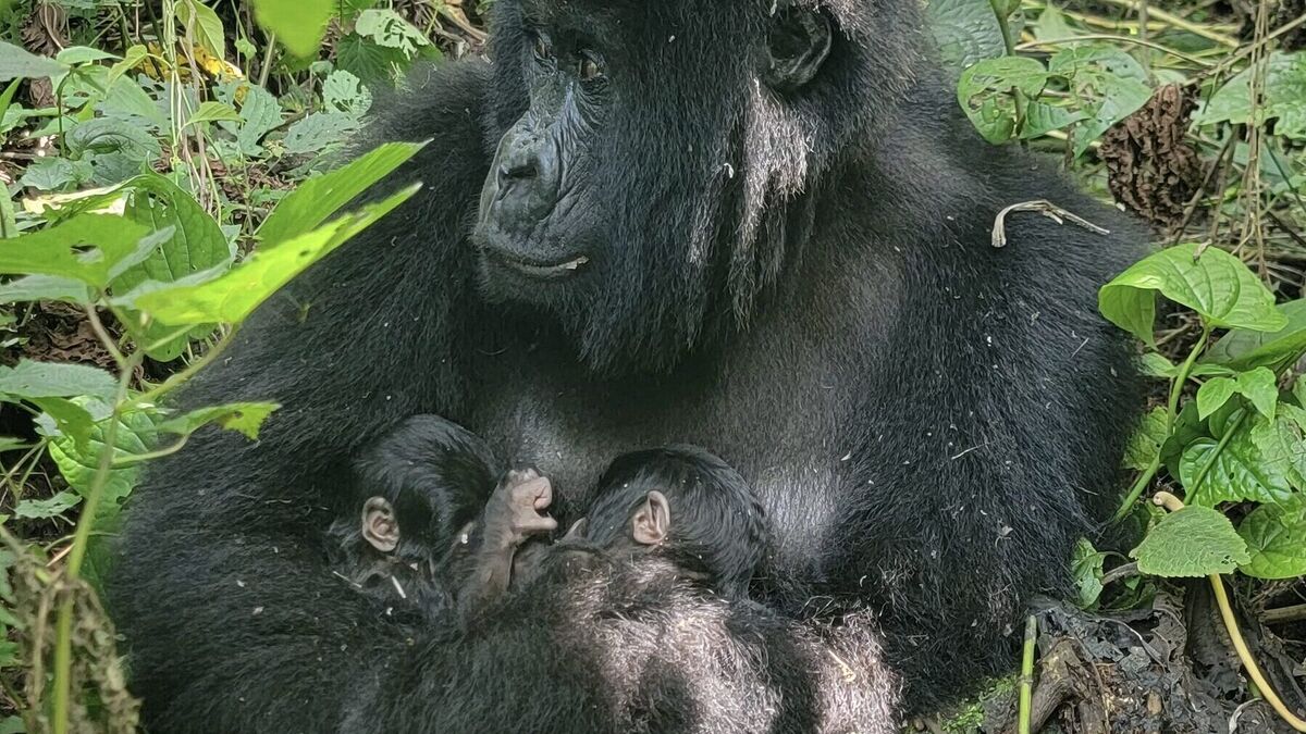 Twin mountain gorillas born in