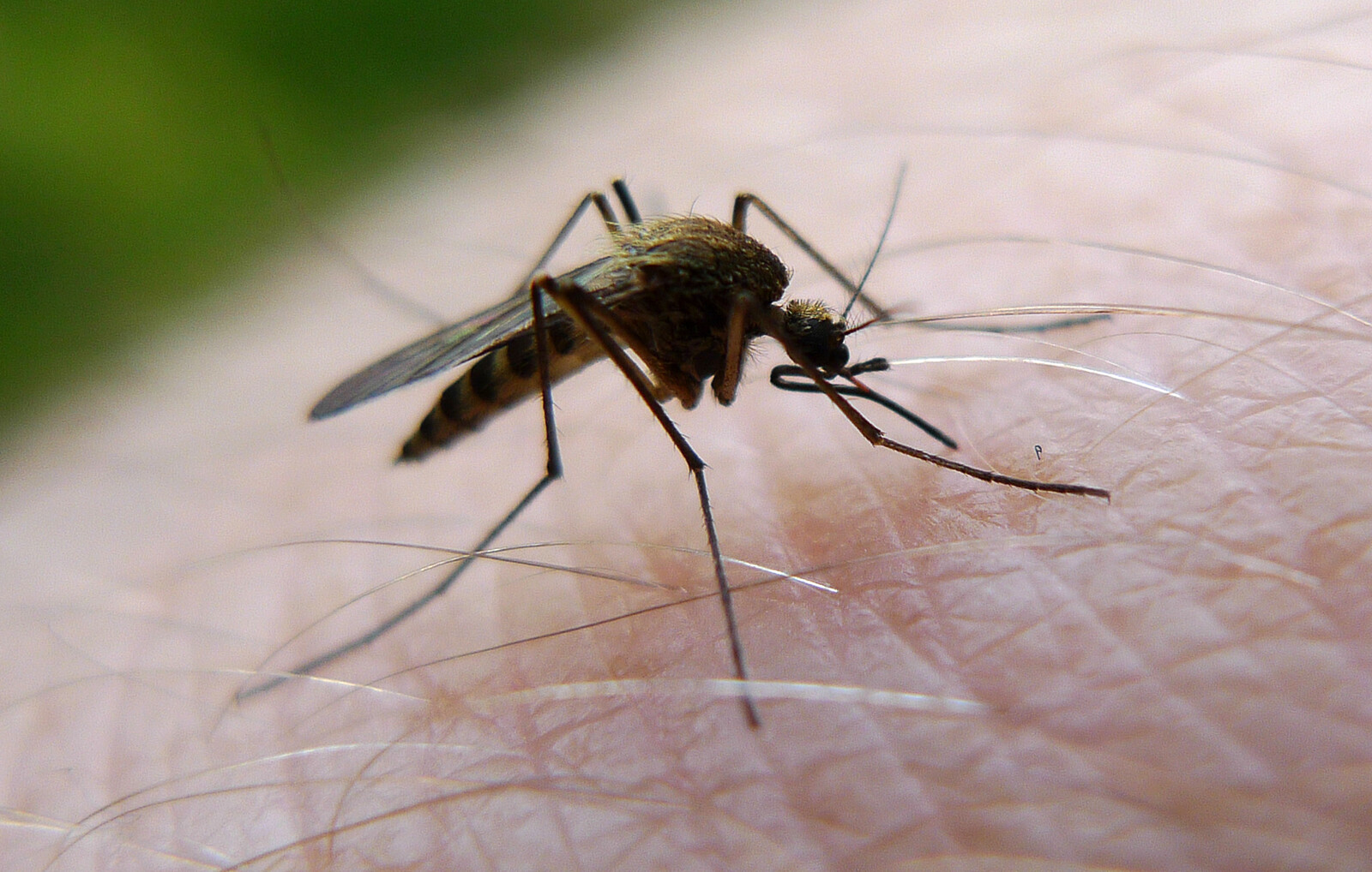 How Your Mosquito Bites Can Aid Swedish Research