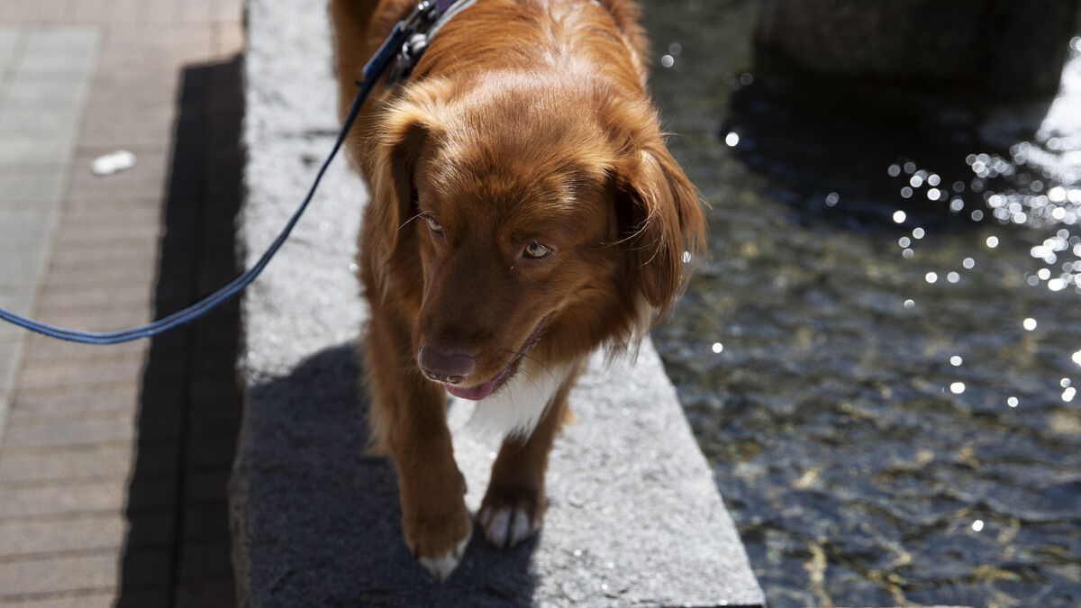 Puppy shock - how expensive it is to get a dog in the first year