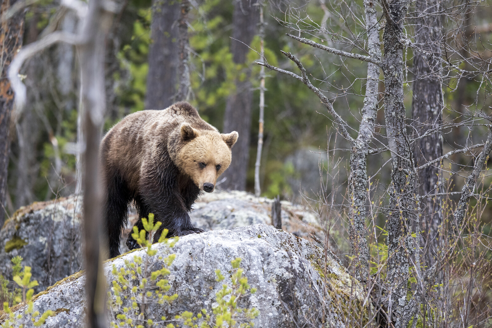 Bear shot in self-defense during
