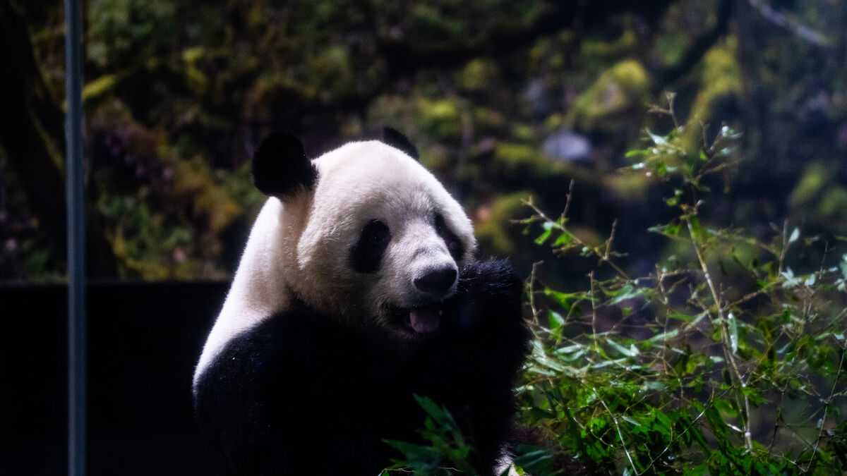Japan's last pandas leave for