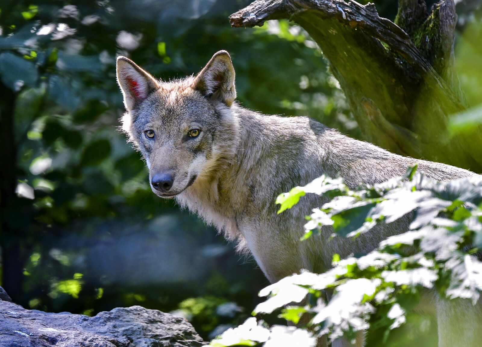 EU approves reduced protection for wolves