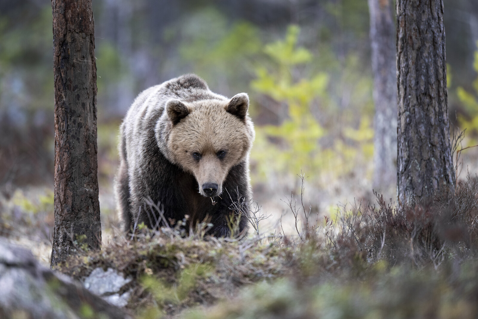 Earn 250,000 Kronor for Tips Leading to Hunting Crime Convictions