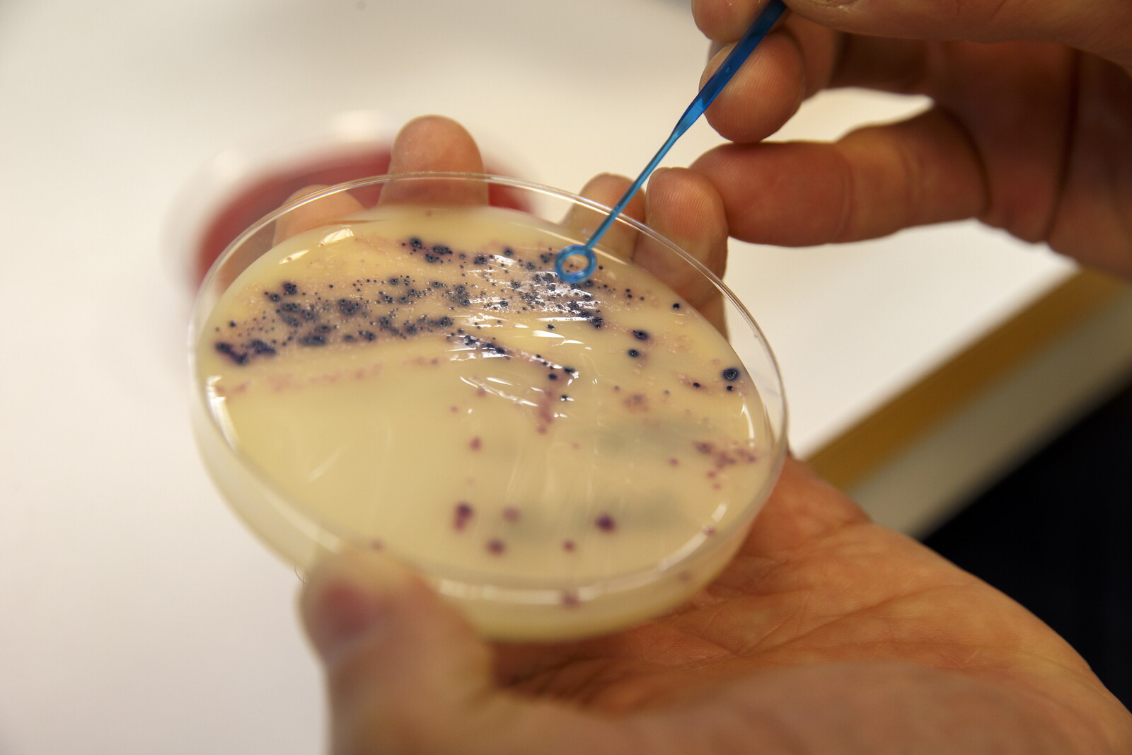 Nanoplastics May Hinder Antibiotic Effectiveness, Study Finds