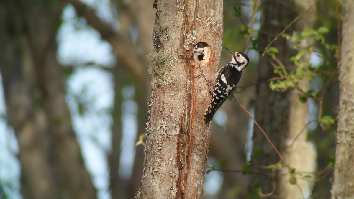 Woodpeckers delay bridge construction by