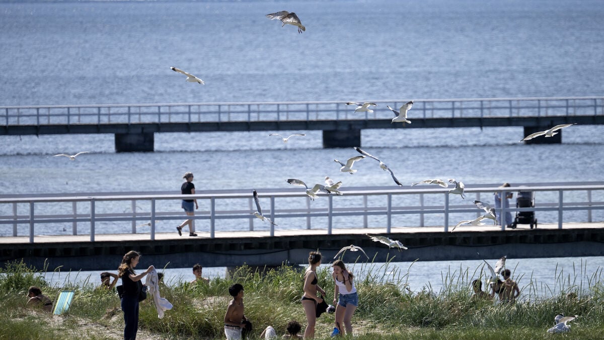 Malmö advises against swimming at all municipal beaches due to algal bloom