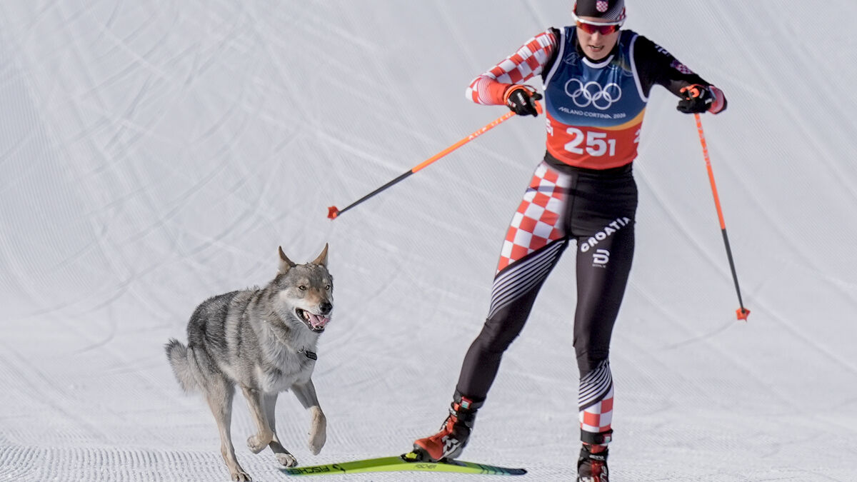Dog on the Olympic track - I thought it was a wolf