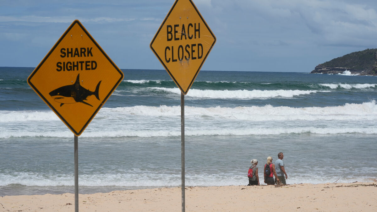 New shark attack in Queensland,