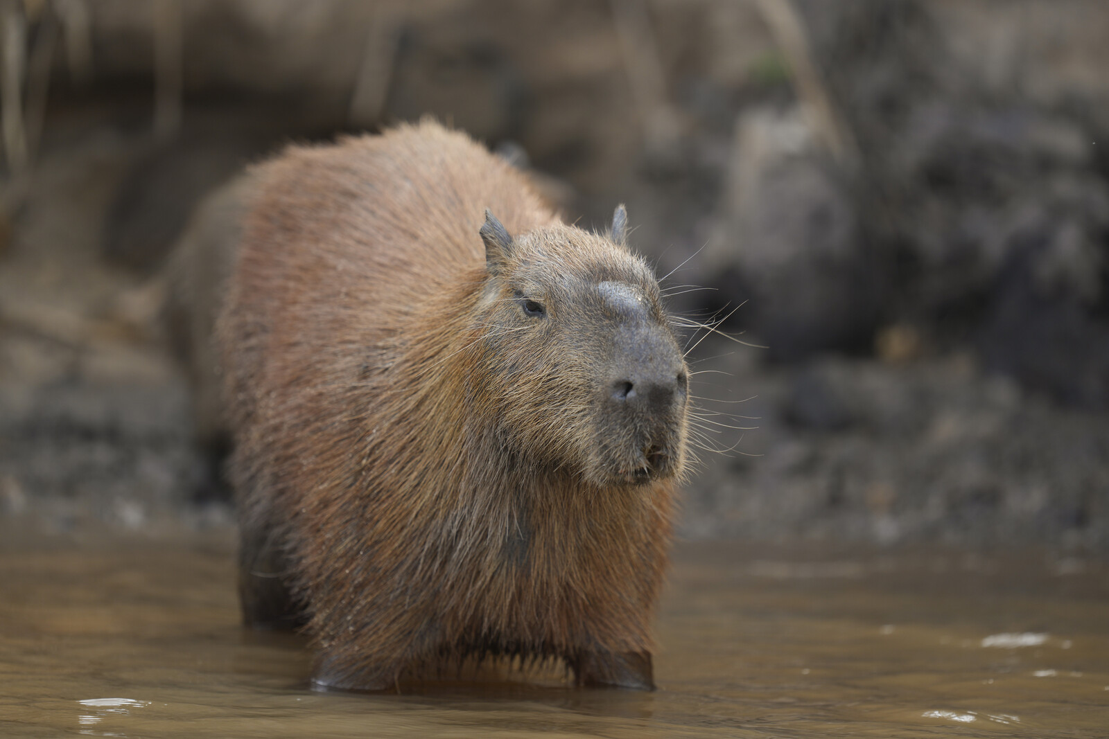 Capybaras and Cocaine Seized After