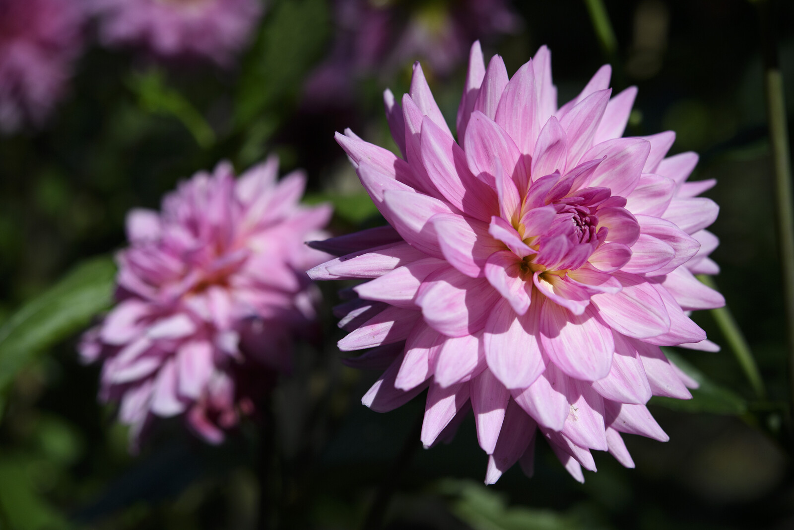 200 Seedlings Stolen from Arvika's