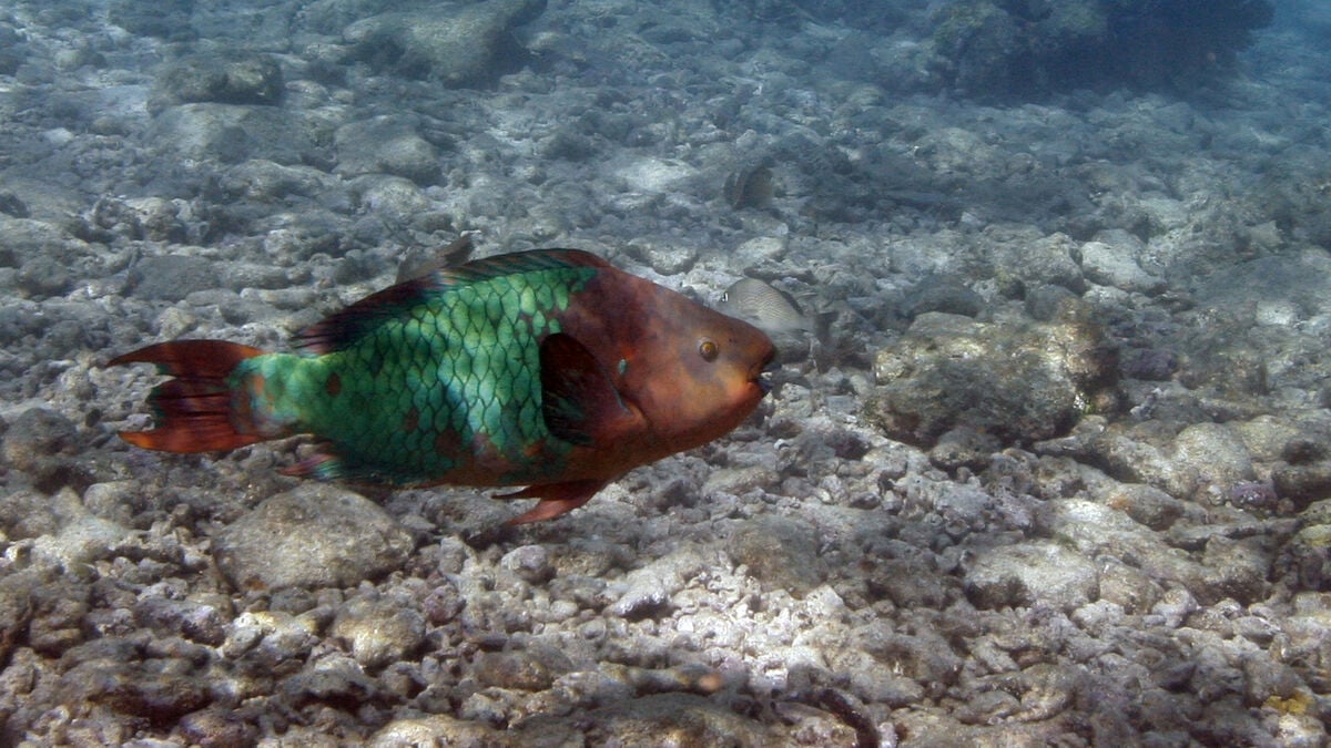 World's oceans hit record warmth at unusual time of year