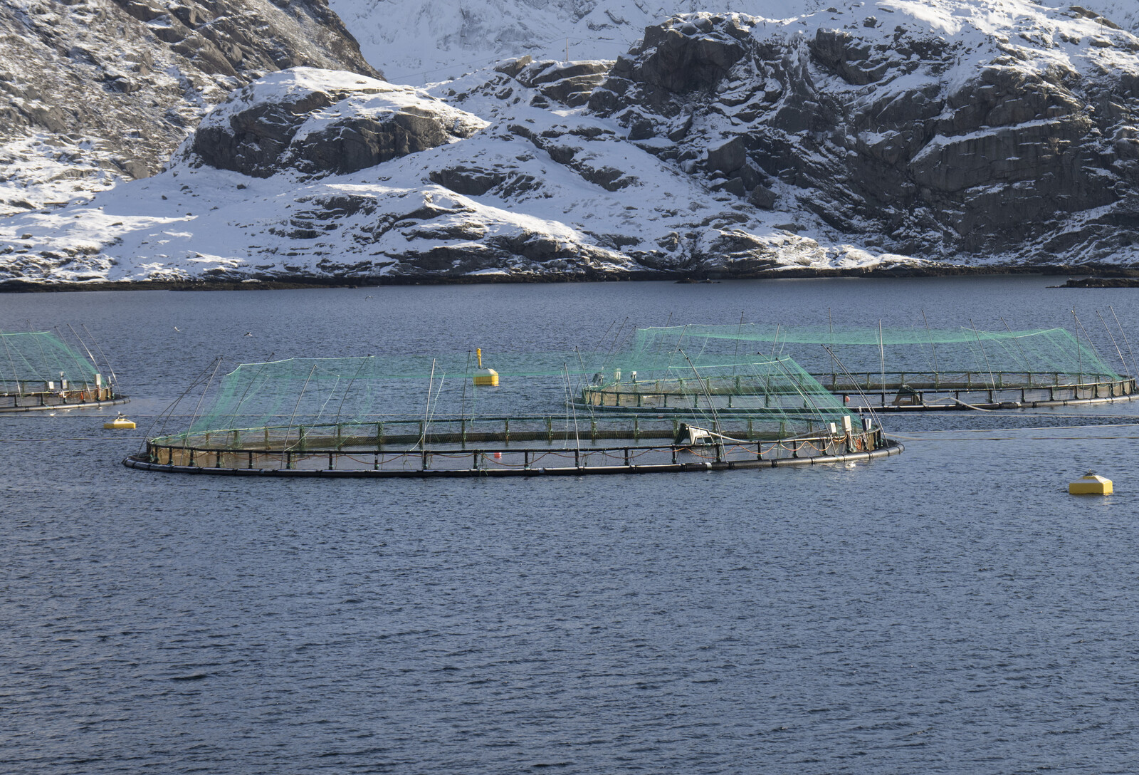 Salmon Lice Invasion at Norwegian Salmon Farms