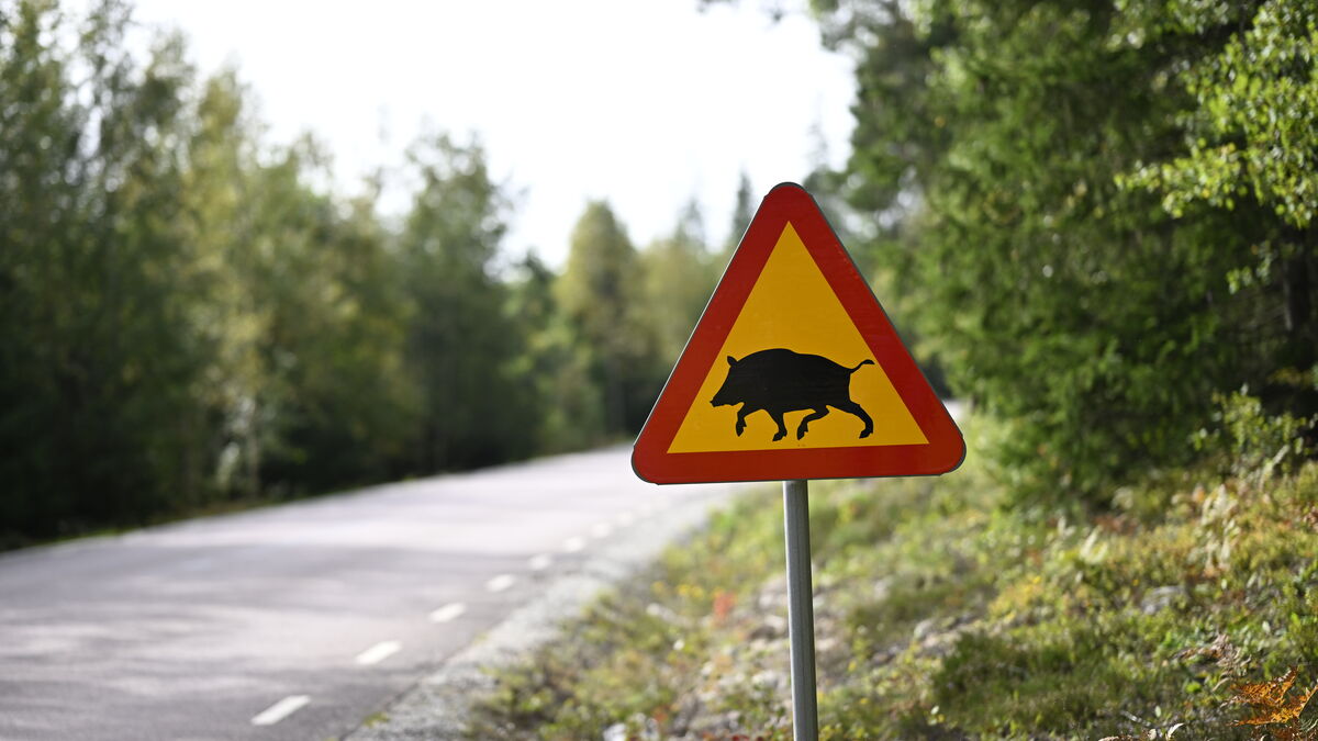 Record wild boar numbers in