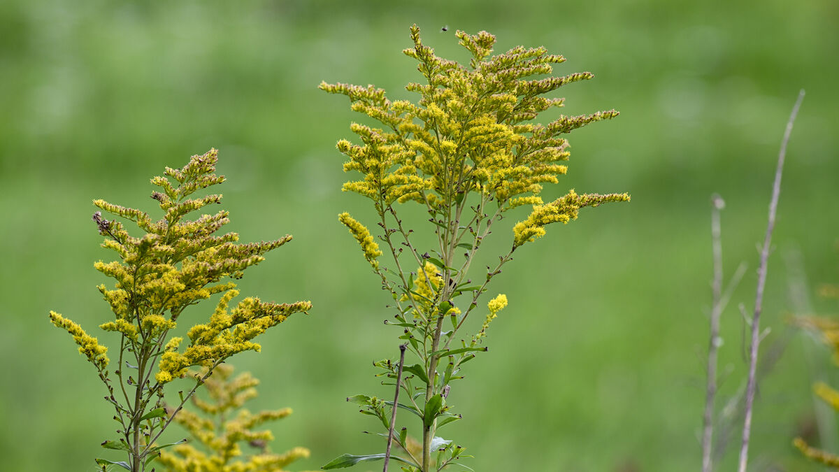 New rules - the invasive species you are not allowed to sell or grow