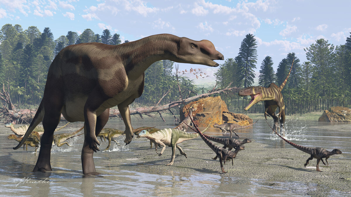 Here is the dinosaur that smells the best, Muttaburrasaurus