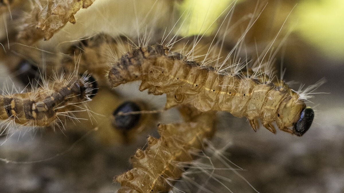 Oak processionary moth, the caterpillar