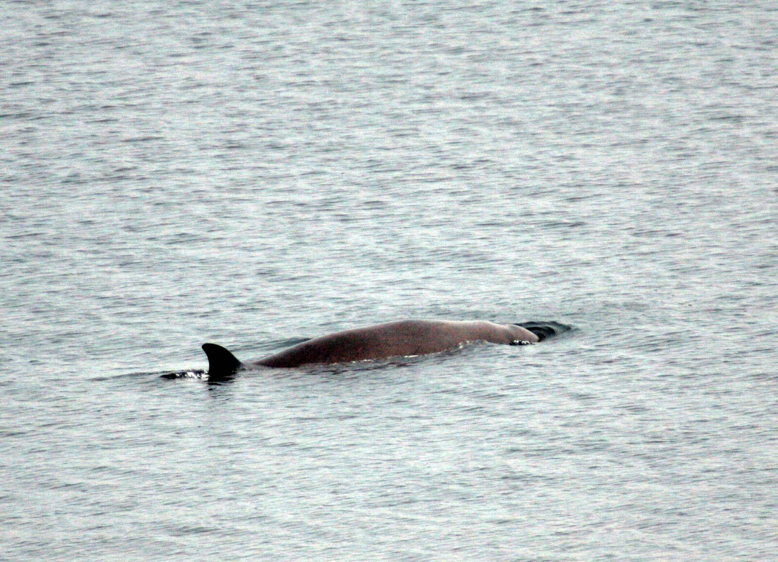 Rescued Beaked Whale Found Dead in Frillesås