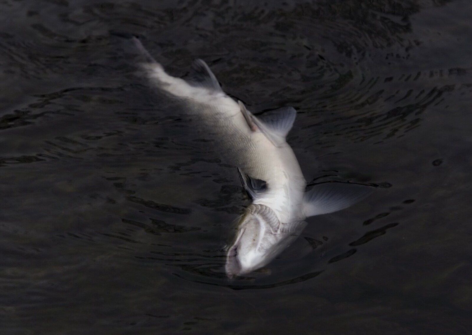 Salmon Fishing Ban in Munkedalsälven Due to Parasite Discovery