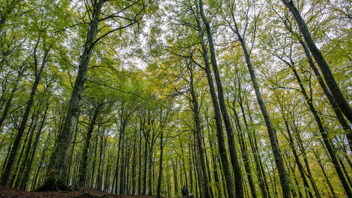 Thousands of trees in southern