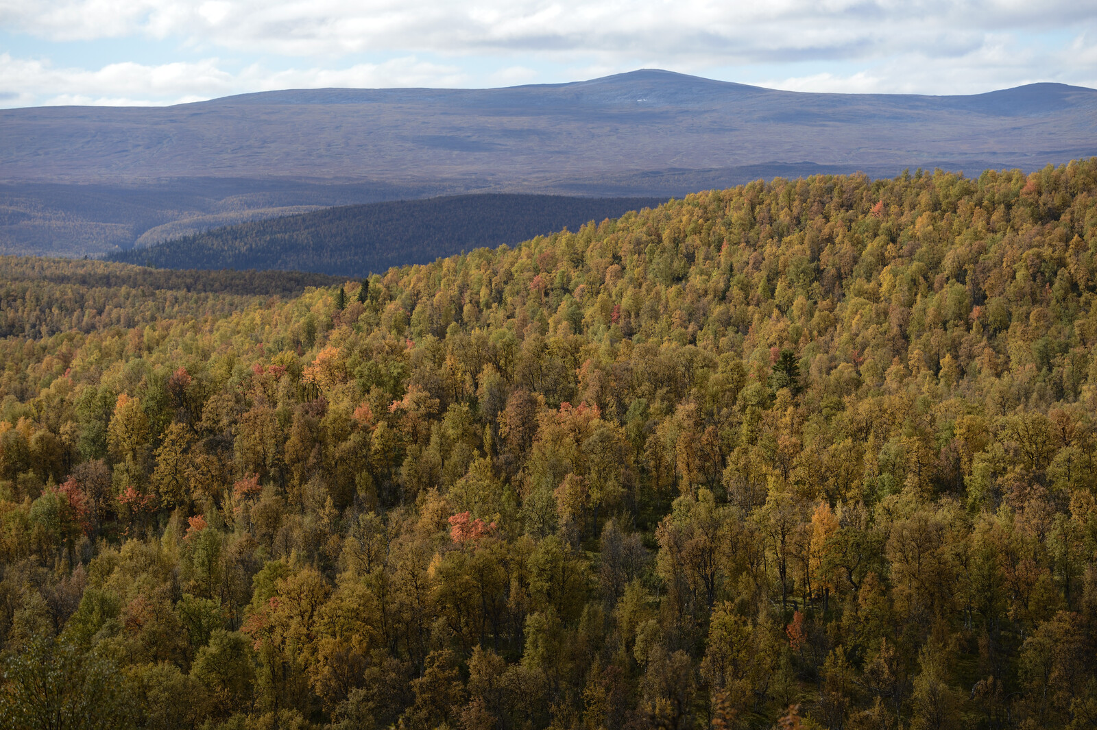 Proposal: Easier to Fell Mountain Forests