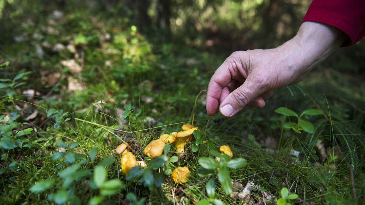 The starting signal has been given - the gold of the forest is here as mushroom season begins