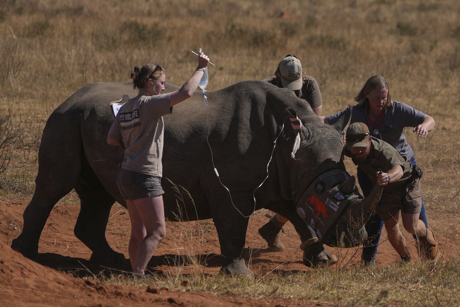 Radioactive Rhino Horns: New Method