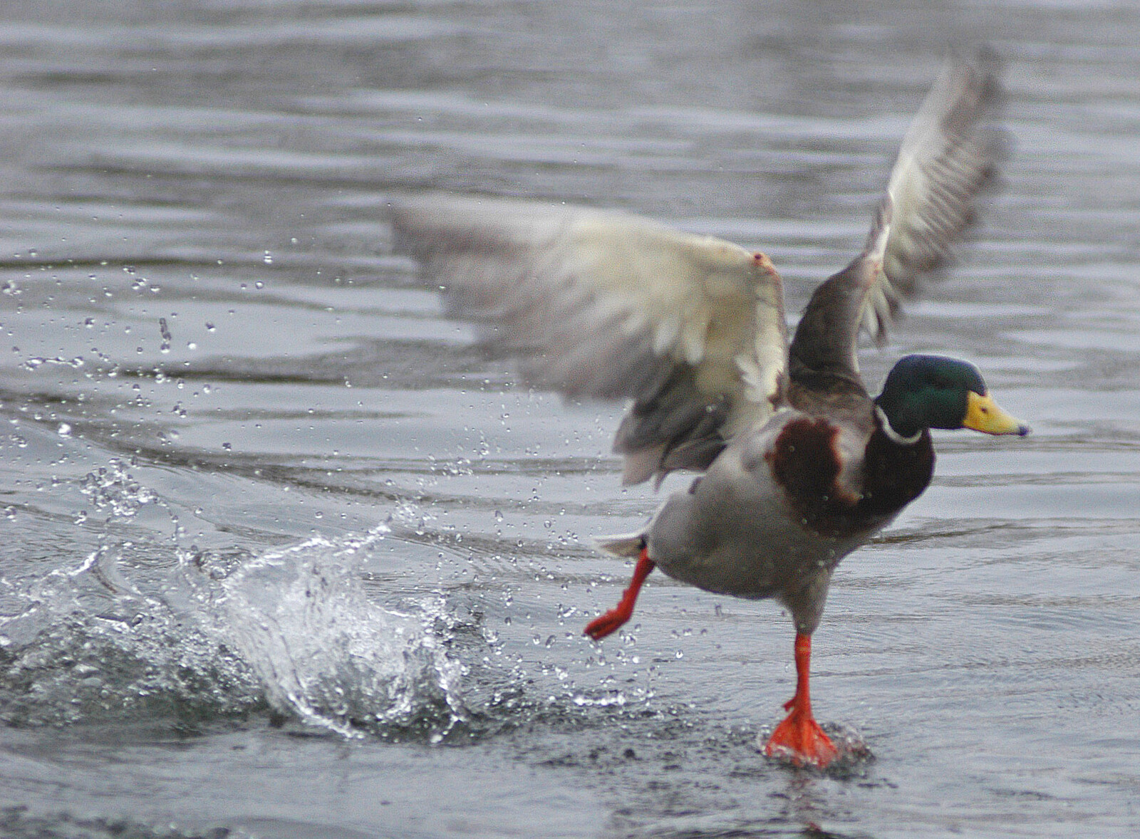 Duck Caught Speeding in Switzerland