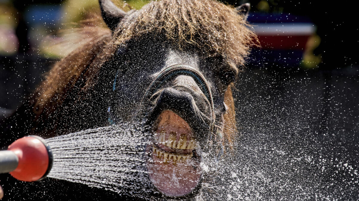 How wild and domestic animals are affected by the heat wave