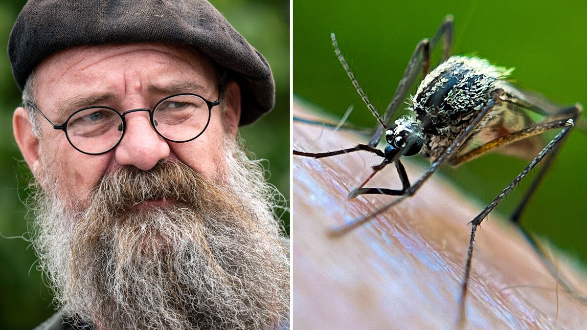 This is what the mosquito summer will be like: first bites will be fewer