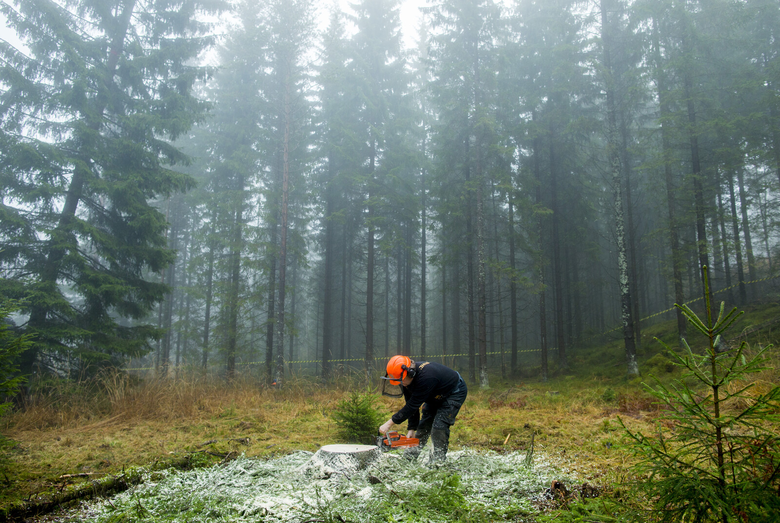 Ancient Monument Areas Damaged by Forestry