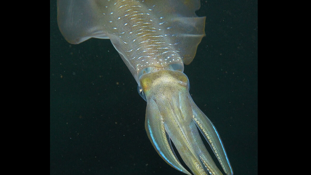 Ocean acidification shrinks squid brains by 50%, study finds