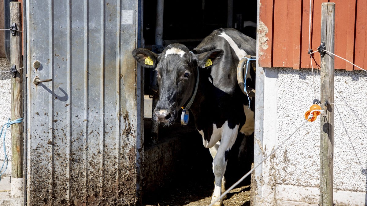 Arla lowers milk price to farmers