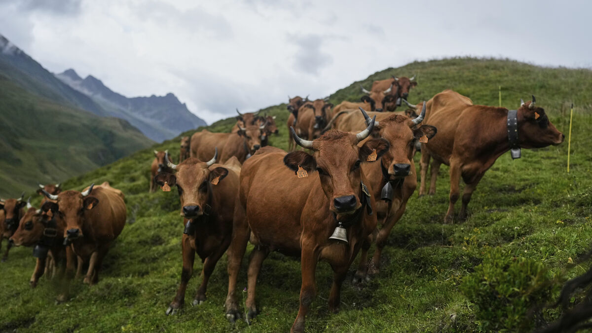 French cheese makers get drought exemption on cow diets
