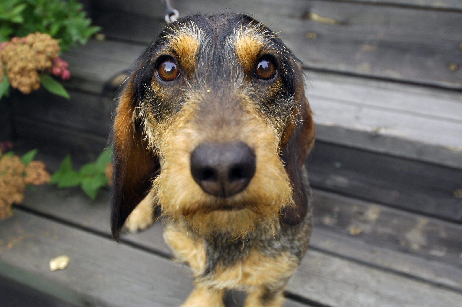 Veterinarians May Need to Report Suspected Animal Smuggling