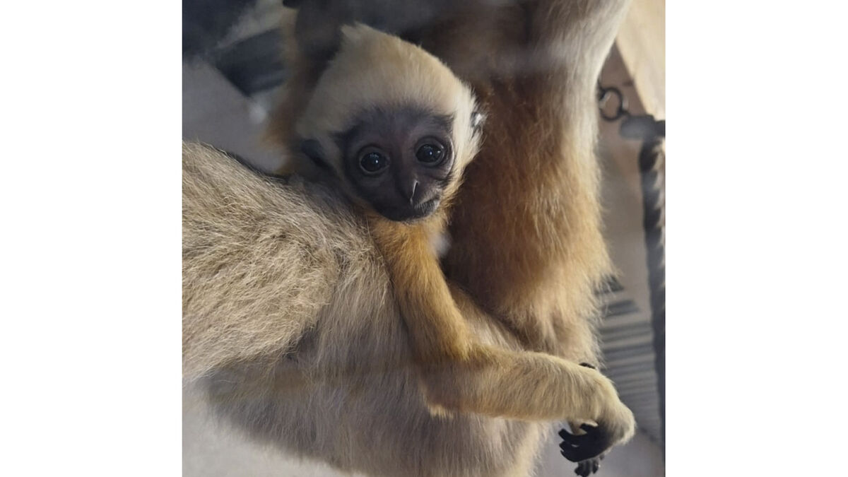 Baby happiness at Parken Zoo
