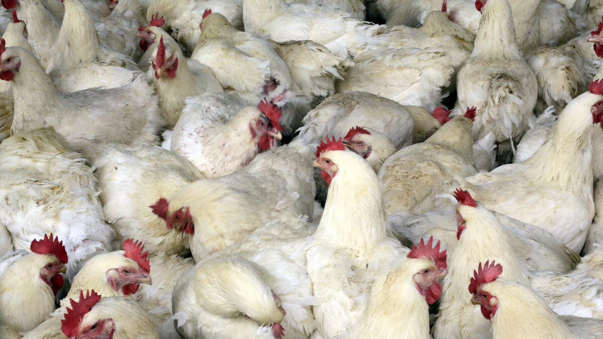 Bird Flu Outbreak in Denmark