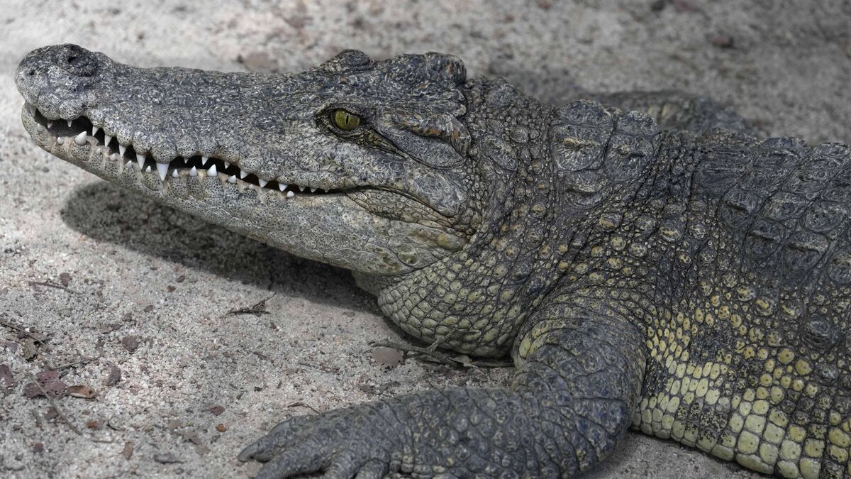 Crocodiles could be used to