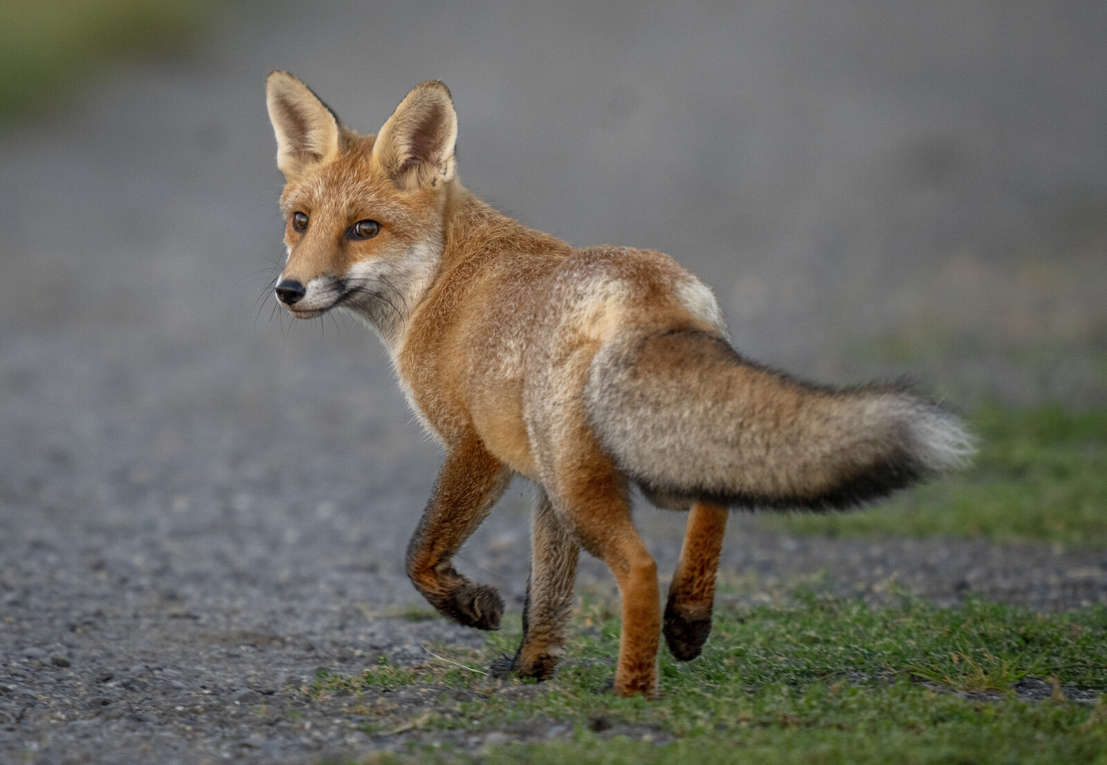 Foxes Take Over Roof Garden