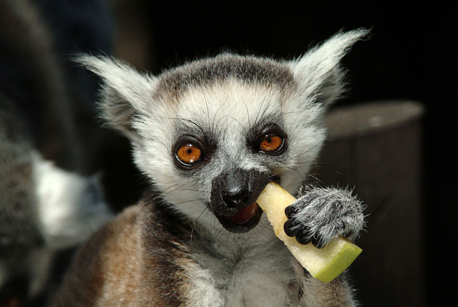 150 Exotic Animals Rescued in