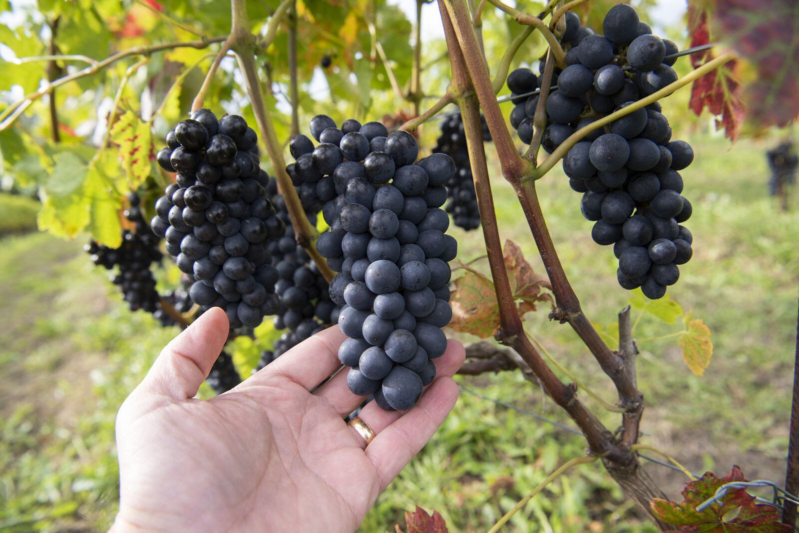 Kullavinbergs Vineyard Expands as Sweden Eases Farm Alcohol Sales Rules