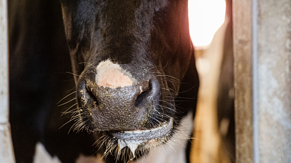 Elderly man found dead on Valdemarsvik farm, police say he may have been attacked by cows