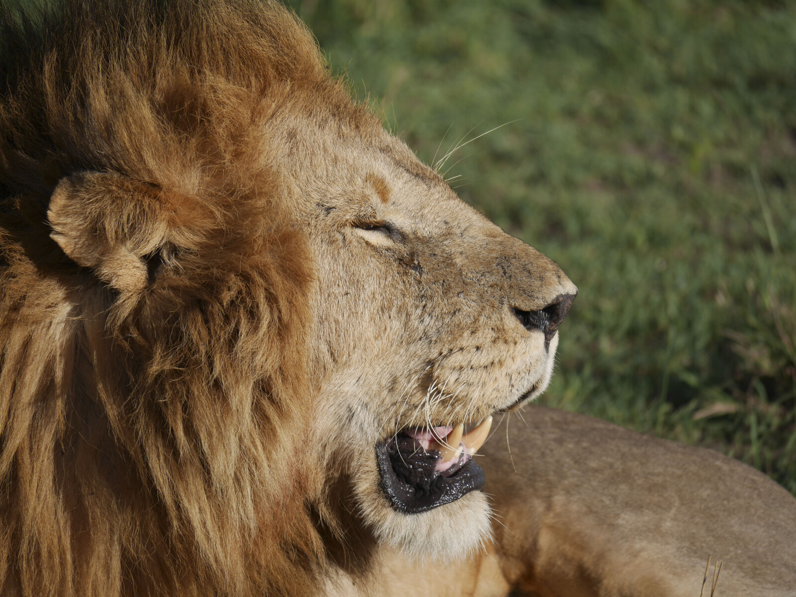 False SMS Claims Lions Escaped in Borås Debunked by Police