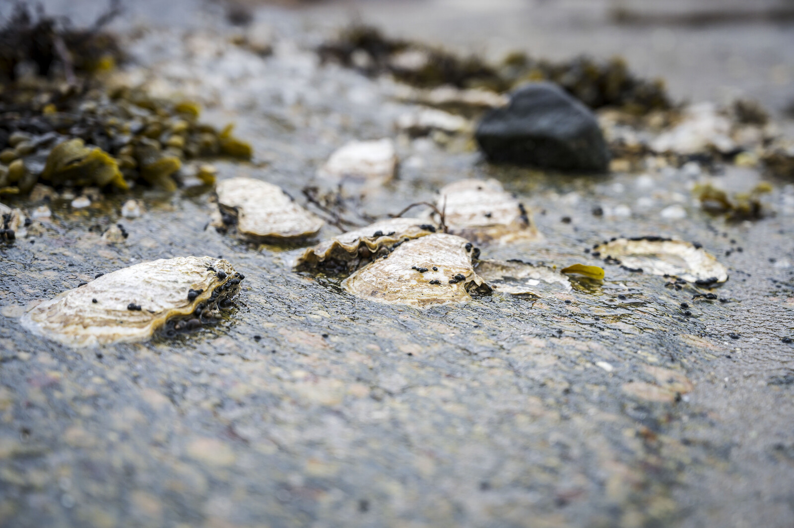 Pacific Oyster Invasion: Challenges for Swedish Bathers