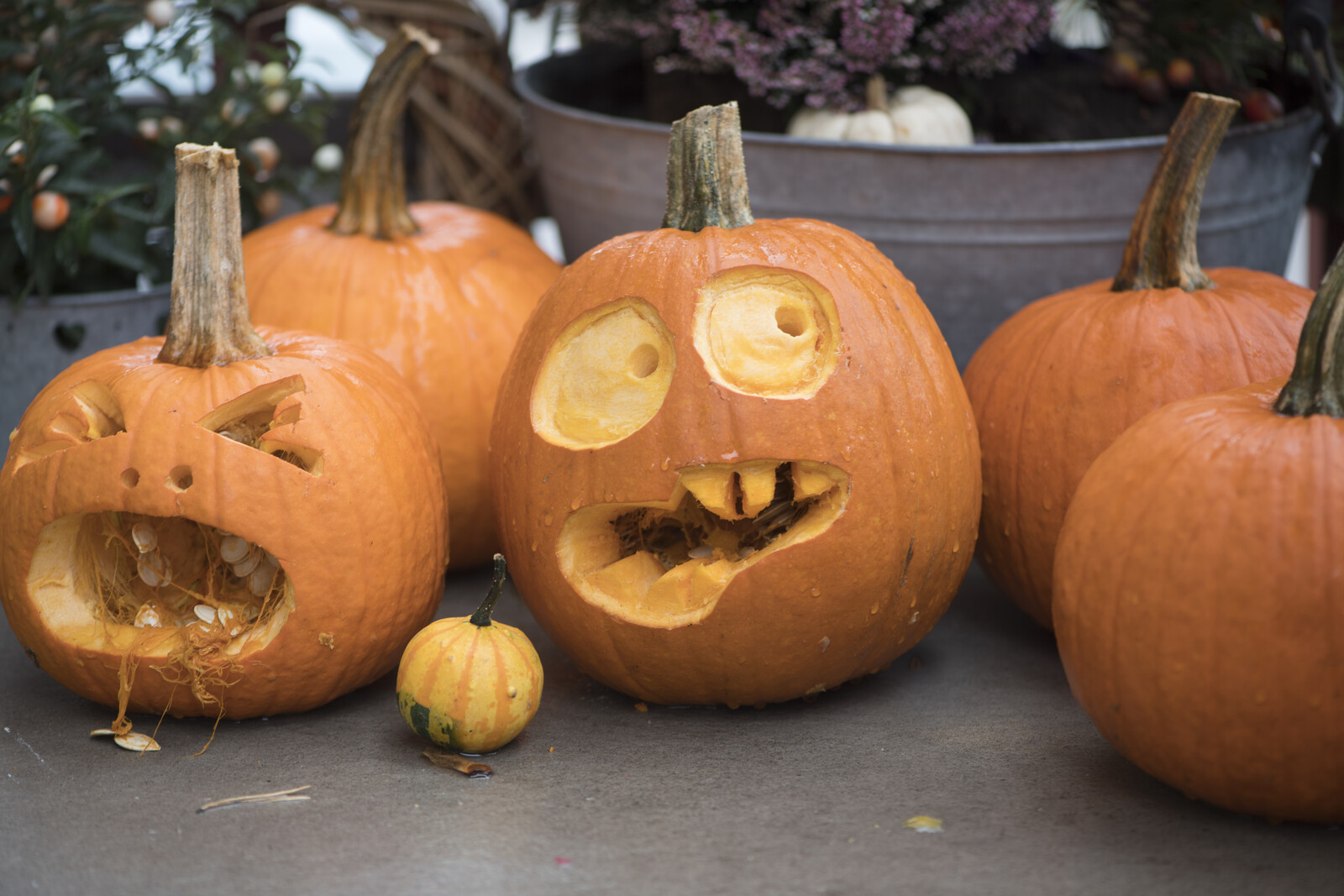 Mixed weather awaits autumn break celebrants