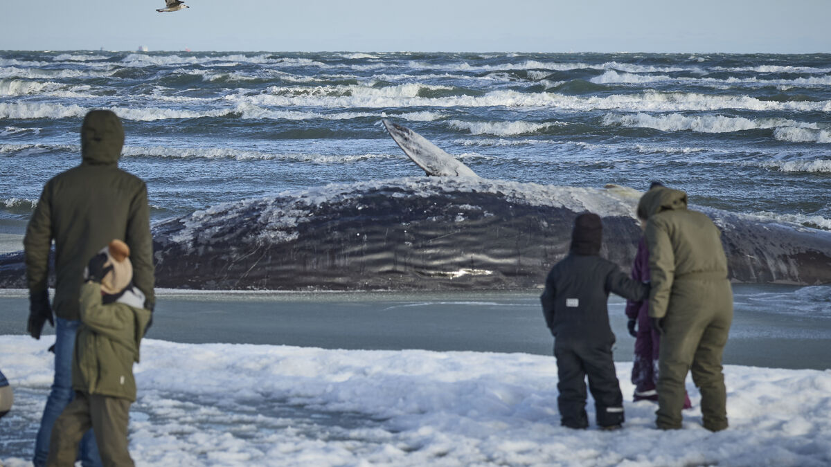 Sperm whale stranded in Ålbæk