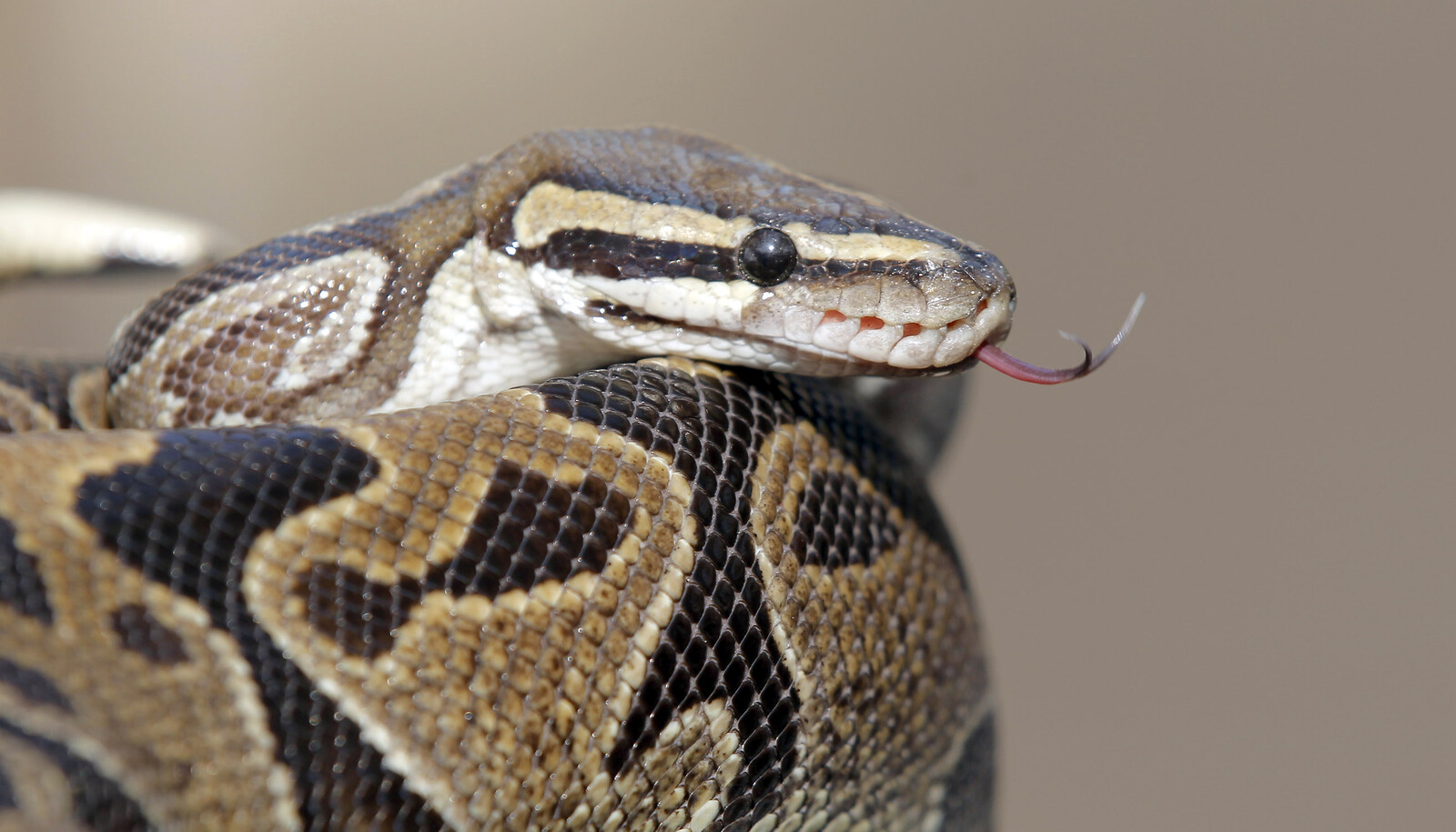 Sold python norms and lizards for 100,000 - prosecuted