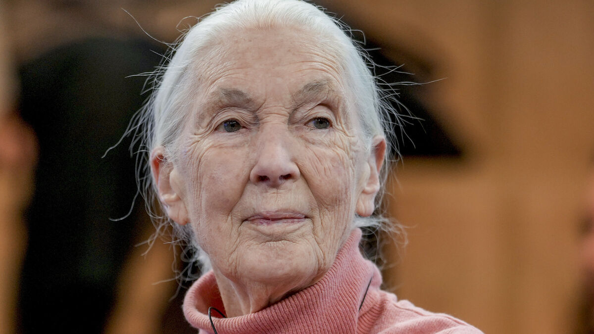 Chimpanzee Research Pioneer Jane Goodall
